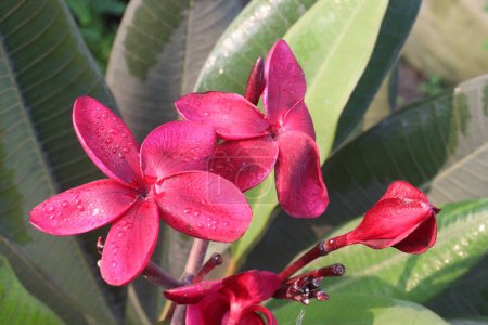 Red frangipani flower plant on nursery for sell are cash crops. are very fragrant, generally red pink or purple center rich with yellow. have anti-fertility, anti-inflammatory, antioxidant