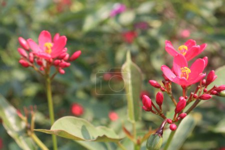 Foto de Red frangipani flower plant on nursery for sell are cash crops. are very fragrant, generally red pink or purple center rich with yellow. have anti-fertility, anti-inflammatory, antioxidant - Imagen libre de derechos