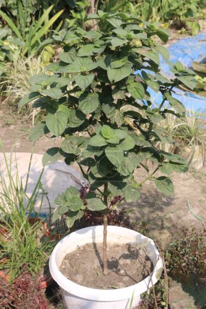 Gloxinia nematanthodes flower plant on nursery for sell are cash crops.Its leaves are fuzzy and cling close to the ground making the plant no taller than a foot in height