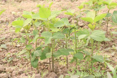 Soybean plant on farm for harvest are cash crops. high in fibre, high in protein, low in saturated fat, cholesterol free, lactose free, omega-3 fatty acids, have antioxidants, high in phytoestrogens