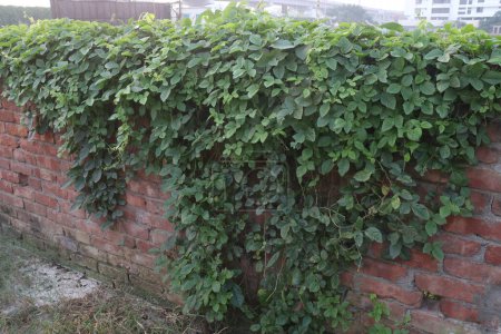 Causonis trifolia plant on jungle commonly known as bush Grape, fox-grape, three-leaved wild vine or three leaf cayratia is a species of liana plant