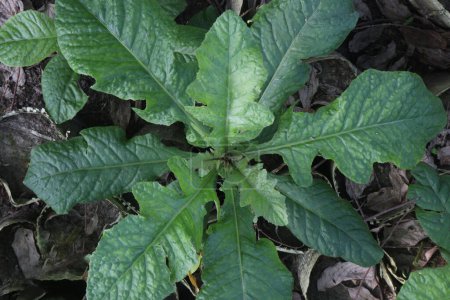 Elephantopus scaber plant on jungle. is used as a traditional medicine. as an astringent agent, cardiac tonic, and diuretic, and is used for eczema, rheumatism, fever, and bladder stones