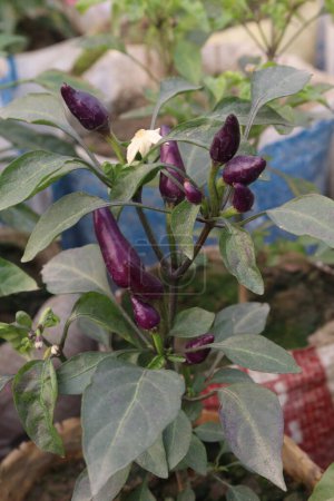 Purple chili on plant in farm for harvest are cash crops. have vitamin C, antioxidants, vitamin A, flavonoids, beta carotene, alpha carotene. help the body cope with heat, pain, increases sex drive