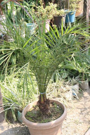 Pygmy date palm on farm for harvest are cash crops. Versatile and elegant, ideal for indoor outdoor decor. Low maintenance, perfect for beginners. Natural air purifier, enhanced indoor air quality