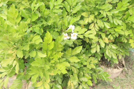 radermachera or China Doll flower plant on nursery for sell are cash crops. can purifying the air inside homes and workplaces, absorb the harmful compounds in the air and release oxygen
