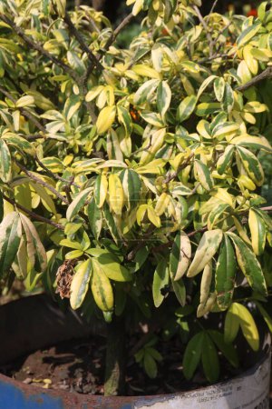 Arboricola Trinette plant on nursery for sell are cash crops. will benefit from a humid environment. These plants are great for adding both unique texture and variegation to your collection