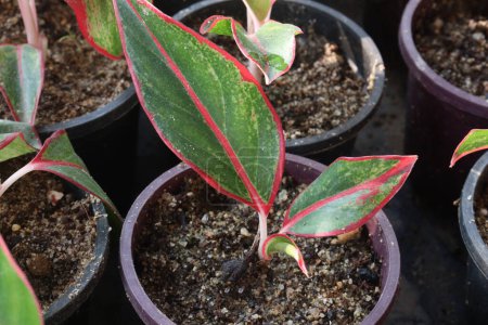 red siam aurora aglaonema plant on nursery for sell are cash crops. It Emits oxygen, purifier indoor air by removing chemicals, formaldehyde, benzene, toxins. Choose a place with relatively low light