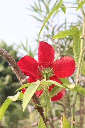 red swamp rose mallow flower plant on nursery for sell are cash crops. provides nectar, pollen for bumble bees, long-tongued bees. Hummingbirds visit the plant for nectar