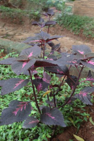 Religious Radish Coleus plant on nursery for sell are cash crops.is an herbaceous annual with an upright spreading habit of growth. relatively low maintenance plant. air-purifying, pest-repelling ally