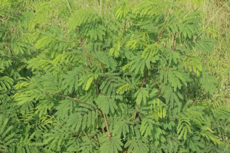 River tamarind plant on nursery for sell are cash crops. used for constipation, liver, gallbladder problems, stomach disorders, colds, fever, pregnancy-related nausea
