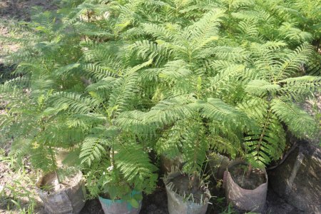 Royal poinciana flower plant on nursery for sell are cash crops. have Anti-diabetic, Anti-bacterial, Anti diarrheal, Cytotoxic property, Antimicrobial, Anti Inflammatory