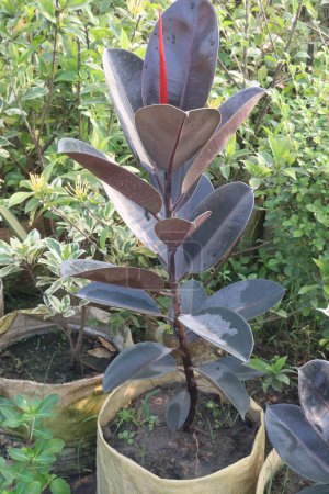 Rubber fig plant on nursery for sell are cash corps. it's air purification. increase humidity levels indoors. reducing respiratory allergies, inflammation, asthma, trap dust, pollen, indoor allergens