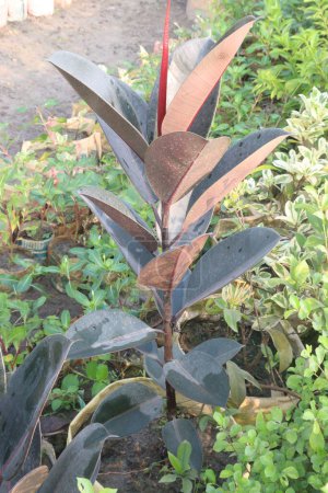 Rubber fig plant on nursery for sell are cash corps. it's air purification. increase humidity levels indoors. reducing respiratory allergies, inflammation, asthma, trap dust, pollen, indoor allergens