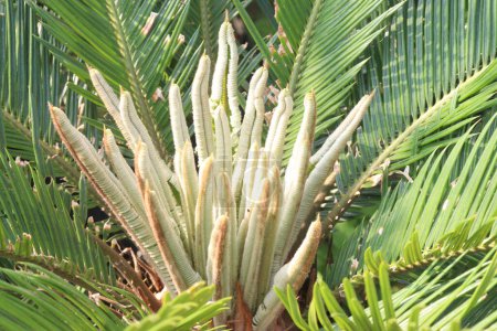 Sago Palm Pflanze auf Gärtnerei zum Verkauf sind Cash-Pflanzen. Natürlicher Luftreiniger, der in der Lage ist, gängige Giftstoffe wie Benzol und Formaldehyd aus Ihrem Wohnraum zu entfernen. Saubere Luft bedeutet gesünder