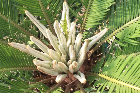 Sago Palm Pflanze auf Gärtnerei zum Verkauf sind Cash-Pflanzen. Natürlicher Luftreiniger, der in der Lage ist, gängige Giftstoffe wie Benzol und Formaldehyd aus Ihrem Wohnraum zu entfernen. Saubere Luft bedeutet gesünder