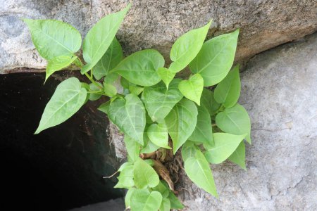 Téléchargez les photos : Plante Banyan nouveau-né sur le mur sont des cultures de rente. arbre, des parties telles que les fruits, les feuilles, les racines, les écorces peuvent être utilisés comme remède à base de plantes. effets positifs sur le cerveau et le foie - en image libre de droit