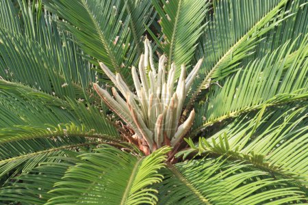 Planta de palma de Sago en vivero para la venta son cultivos comerciales. purificador de aire natural, experto en la eliminación de toxinas comunes como benceno y formaldehído de su espacio vital. Aire más limpio significa un más saludable que