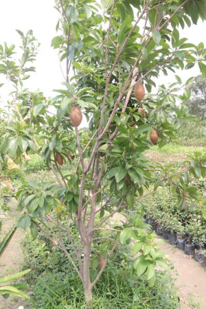 Sapodilla on tree in farm for harvest are cash crops. have dietary fiber. Fiber helps promote bowel health. It also keeps you feeling fuller for longer and helps control your blood sugar