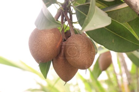 Sapodilla on tree in farm for harvest are cash crops. have dietary fiber. Fiber helps promote bowel health. It also keeps you feeling fuller for longer and helps control your blood sugar