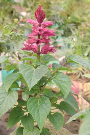 Téléchargez les photos : Scarlet Sage plante de fleur en pépinière à vendre sont des cultures de rente. Ses feuilles lorsqu'il est infusé dans le thé, peut apaiser la toux, rhumes. avoir anti inflammatoire, antimicrobien. pour le soin des plaies - en image libre de droit