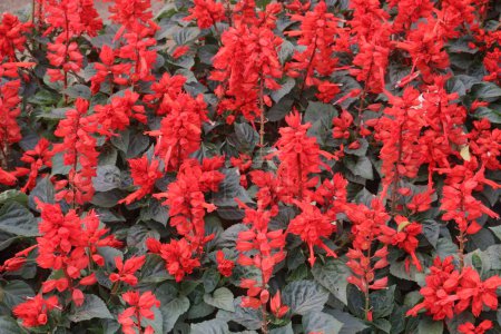 Scarlet Sage flower plant on nursery for sell are cash crops.feast for the eyes. Its leaves when brewed into tea, can soothe coughs, colds. have anti inflammatory, antimicrobial. for wound care