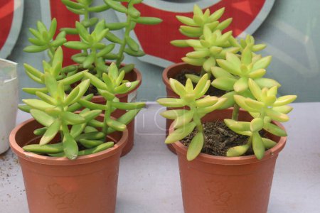 Sedum adolphi Pflanze auf Gärtnerei zum Verkauf sind Cash-Pflanzen. Zieht Bestäuber an, reinigt die Luft, verbessert die Artenvielfalt, städtische Räume. Fördert das psychische Wohlbefinden, eingesetzt in der Gartentherapie