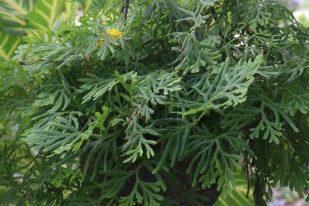 Selaginella plant on jungle. treat of spermatorrhoea, venereal diseases, constipation, colitis, indigestion, urinary problems, patients who are unconscious, lower the body temperature from fever
