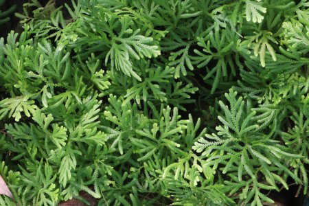 Selaginella plant on jungle. treat of spermatorrhoea, venereal diseases, constipation, colitis, indigestion, urinary problems, patients who are unconscious, lower the body temperature from fever