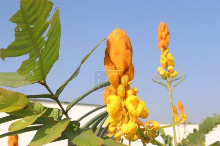 Senna alata Blütenpflanze in der Gärtnerei zum Verkauf sind Cash-Pflanzen. Zier-, Heilkraut. Behandlung von Typhus, Diabetes, Malaria, Asthma, Ringwürmern, Tinea-Infektionen, Krätze, Flecken, Herpes, Ekzemen