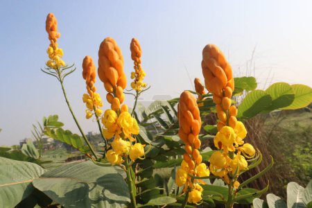 Senna alata flower plant on nursery for sell are cash crops. ornamental, medicinal herb. treat typhoid, diabetes, malaria, asthma, ringworms, tinea infections, scabies, blotch, herpes, eczema