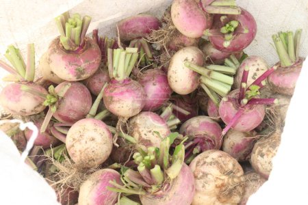 Turnips on shop for sell are cash crops. have impressive nutritional, bioactive compounds, glucosinolates, anticancer and anti-inflammatory effects. can control blood sugar, harmful bacteria,