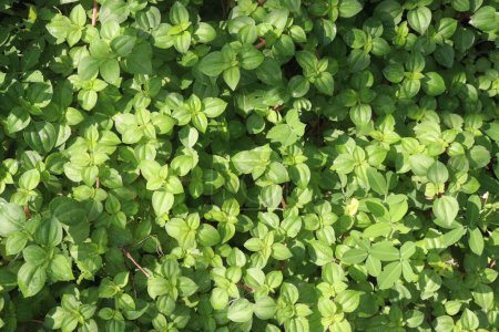 dissotis rotundifolia plant on nursery for sell are cash crops. medicine for managing a number of infections including dysentery, cough and sexually transmitted infections