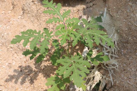 Solanum sisymbriifolium Pflanze auf Dschungel es ist Heilpflanze. wird als Diuretikum und Fiebermittel verwendet. Es wird berichtet, dass seine Wurzeln schmerzlindernde, verhütende, antisyphilitische und hepatoprotektive Aktivitäten besitzen.