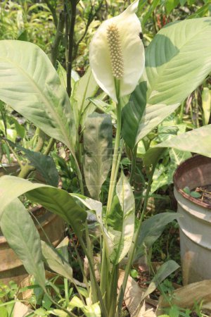 Foto de Spathiphyllum kochii planta de flores en vivero para la venta son cultivos comerciales. puede absorber los gases de la habitación. tienen propiedades purificadoras de aire - Imagen libre de derechos