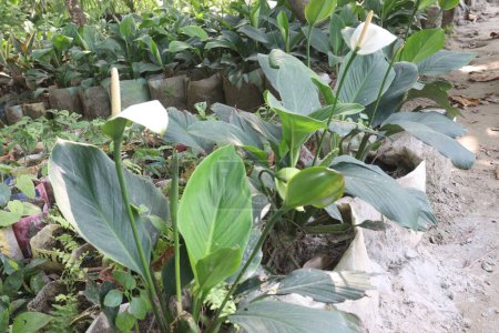 Spathiphyllum kochii Blütenpflanze in der Gärtnerei zum Verkauf sind Cash-Pflanzen. kann Raumgase absorbieren. haben luftreinigende Eigenschaften