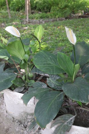 Spathiphyllum kochii planta de flores en vivero para la venta son cultivos comerciales. puede absorber los gases de la habitación. tienen propiedades purificadoras de aire