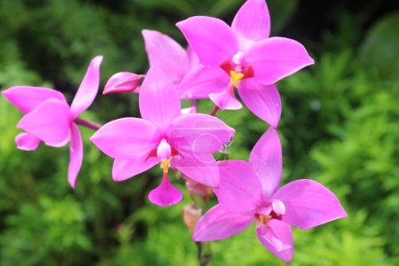 Spathoglottis plicata flower plant on nursery for sell are cash crops. Treat ear inflammation, rheumatism, ulcers, painful joints, burns. improve blood circulation, heal wounds, have anticancer