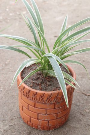Spider plant on nursery for sell are cash crops. helps clean indoor air. can absorbing chemicals including formaldehyde, xylene, benzene, and carbon monoxide in homes or offices