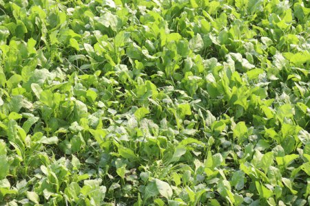 Spinacia oleracea on farm for harvest are cash crops. have essential nutrients like magnesium, vitamin B6, vitamin A, vitamin C, vitamin K, iron, folate, potassium, protein, fiber