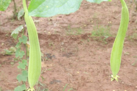 Sponge gourd on farm for harvest are cash corps. have vitamins, nutrition, minerals, calcium, magnesium, potassium. help healthy bones, muscles, heart function, dieting. support optimal health
