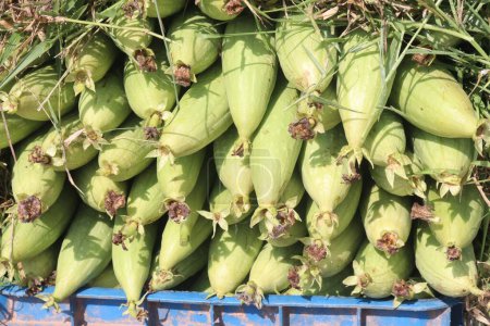 Photo for Sponge gourd on shop for sell are cash corps. have vitamins, nutrition, minerals, calcium, magnesium, potassium. help healthy bones, muscles, heart function, dieting. support optimal health - Royalty Free Image