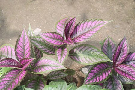 Strobilanthes dyeriana plant on nursery for sell are cash crops. treat cancer and diabetes. Other traditional uses include treating jaundice, haemorrhoids and ulcers
