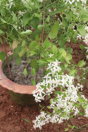 Sweet autumn clematis flower plant on nursery for sell are cash crops. clematis is used for joint pain rheumatism, headaches, varicose veins, syphilis, gout, bone, ongoing skin, fluid retention