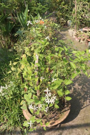 Sweet autumn clematis flower plant on nursery for sell are cash crops. clematis is used for joint pain rheumatism, headaches, varicose veins, syphilis, gout, bone, ongoing skin, fluid retention