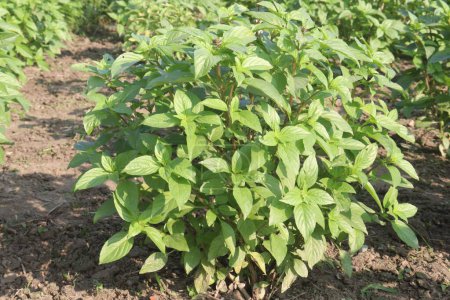 sweet basil plant on nursery for sell are cash crops. can Blood sugar regulation. Heart disease prevention. Reduces inflammation. Protection against infections