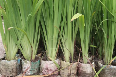 Sweet flag plant on nursery for sell are cash crops. have antispasmodic attributes. treat cramps, pains, digestive like constipation, bloating, diarrhea, colic relieving, and gas reducing properties