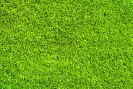 Green grass field natural background