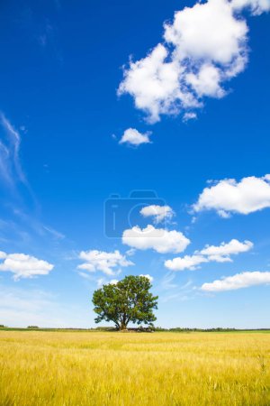 Téléchargez les photos : Chêne solitaire et haut ciel bleu paysage - en image libre de droit