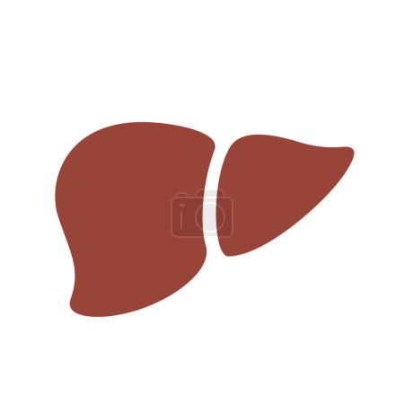 Liver vector icon on white background