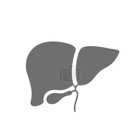 Liver vector icon isolated on white background